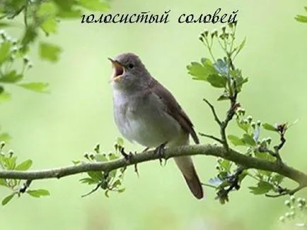 Polnoglasnye și combinații exemple nepolnoglasnye