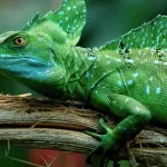 Rase de caini pentru primele 14 de copii cu fotografii, descriere, natura (piatra) Rase de caini pentru primele 14 de copii cu fotografii, descriere, caracter