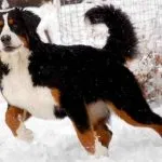 Rase de caini pentru primele 14 de copii cu fotografii, descriere, natura (piatra) Rase de caini pentru primele 14 de copii cu fotografii, descriere, caracter
