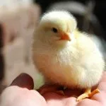 Privire de ansamblu asupra Breed puilor de carne și o scurtă descriere