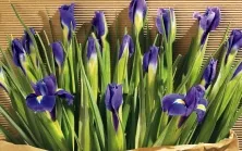 POM-poms de hîrtie cu mâinile toate de decor originale