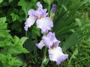 iriși de primăvară de plantare