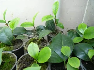Plantarea și îngrijirea camelii în casă și în grădină, reproducere, fotografii de transfer și soiurile (Camellia) Plantarea și îngrijirea camelii în casă și în grădină, reproducere, fotografii de transfer și soiurile