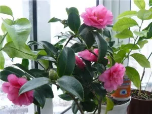 Plantarea și îngrijirea camelii în casă și în grădină, reproducere, fotografii și note de transfer (acasă) Plantarea și îngrijirea camelii în casă și în grădină, reproducere, fotografii de transfer și soiurile