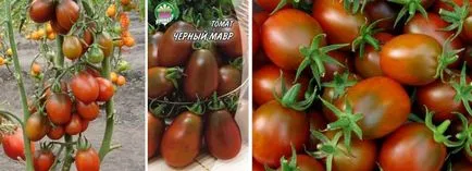 Descriere Tomate Negru Moor din soiuri de tomate, recenzii (Negru) Descriere Tomate Negru Moor din soiuri de tomate, comentarii