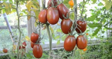 Descriere Tomate negru Moor de soiuri de tomate, comentarii (soi) Descriere Tomate Negru Moor din soiuri de tomate, comentarii