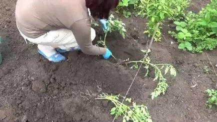 plantarea de tomate și de îngrijire în câmp deschis, când și cum să planteze decât apa, hrana pentru animale, de regulă (plante) plantare de tomate și de îngrijire în câmp deschis, când și cum să planteze decât apa, fertiliza, reguli