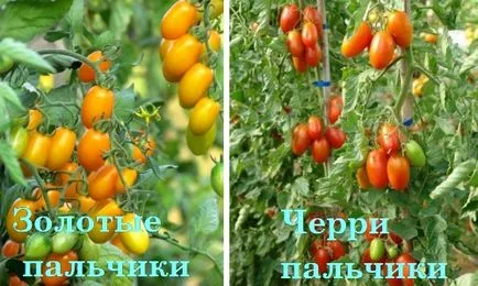 Tomate degetele foto, rețete de tomate verzi pentru iarna, recenzii, clipuri video (rețete) Degetele fotografie Tomatele, rețete de tomate verzi pentru iarna, recenzii, videoclipuri