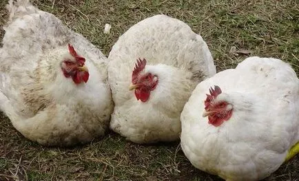 Privire de ansamblu asupra Breed puilor de carne și o scurtă descriere