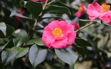 Plantarea și îngrijirea camelii în casă și în grădină, reproducere, fotografii de transfer și soiurile (Camellia) Plantarea și îngrijirea camelii în casă și în grădină, reproducere, fotografii de transfer și soiurile