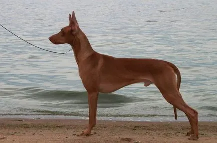 Rasa golaș (nud) numele de câini, descriere și fotografii, totul despre câini (nume) Rasa golaș (nud) numele de câini, descriere și fotografii, toate despre câini