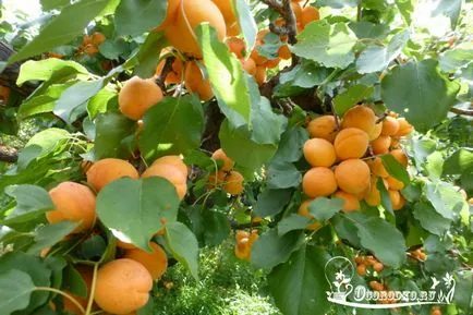 Plantarea de caise - termenii, normele și tehnologie (de plantare) Plantarea de caise - termenii, regulile și tehnologia