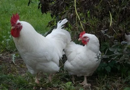 Privire de ansamblu asupra Breed puilor de carne și o scurtă descriere