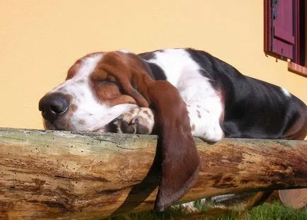 Rase de caini pentru primele 14 de copii cu fotografii, descriere, natura (piatra) Rase de caini pentru primele 14 de copii cu fotografii, descriere, caracter
