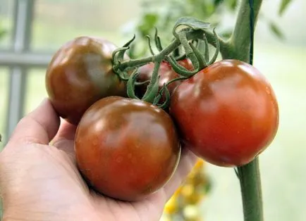 grad Tomate Kumata si fotografie, recenzii și roșii, semințe și descrierea feroase