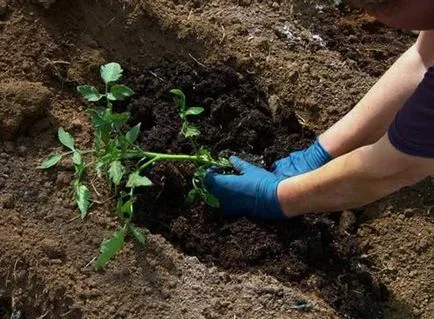 plantare de tomate și de îngrijire în câmp deschis, când și cum să planteze decât apa, fertiliza, regulile (de plantare) plantare de tomate și de îngrijire în câmp deschis, când și cum să planteze decât apa, fertiliza, reguli