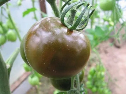 grad Tomate Kumata si fotografie, recenzii și roșii, semințe și descrierea feroase