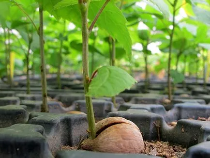 Plantarea unui stejar - fotografii, comentarii, descrieri, caietul de sarcini soiurile (stejar) Plantarea unui stejar - fotografii, recenzii, descrieri, caietul de sarcini soiuri