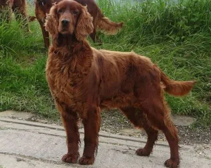 Rase de caini pentru primele 14 de copii cu fotografii, descriere, natura (piatra) Rase de caini pentru primele 14 de copii cu fotografii, descriere, caracter