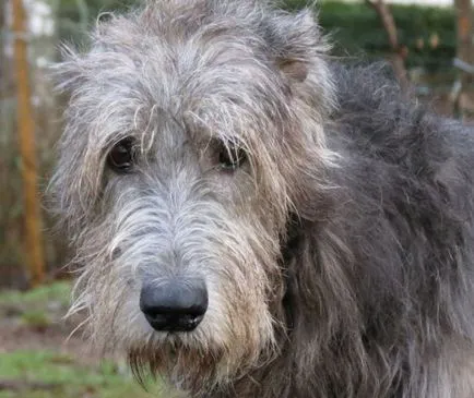 Rase de caini pentru primele 14 de copii cu fotografii, descriere, caracter (câine) Rase de caini pentru primele 14 de copii cu fotografii, descriere, caracter
