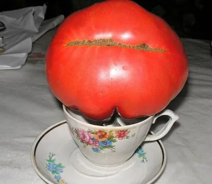 Tomate „labă de urs“, descrierea și caracterizarea fotografiei de tomate