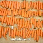 Apoi planta morcov, dând