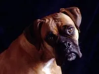 Comportamentul câinilor, comportamentul de câine, corecta comportamentul câinilor, câini lătrând se tem de ierarhie fobie