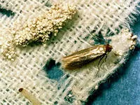 bug-uri de pat ca să scape de la domiciliu