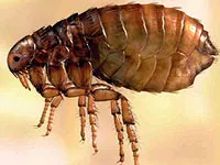 bug-uri de pat ca să scape de la domiciliu