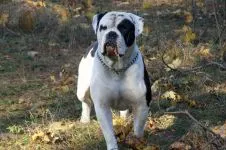 Comportamentul câinilor, comportamentul de câine, corecta comportamentul câinilor, câini lătrând se tem de ierarhie fobie