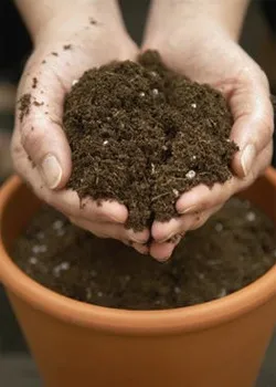 Reguli de transplant houseplants