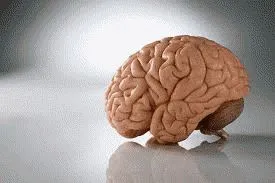 Este adevărat că stangaci oameni dreptaci mai inteligent (deși) Este adevărat că stangaci oameni dreptaci mai inteligente