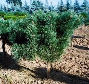 Plantarea coniferelor în primăvara recomandărilor (plantare) Plantarea recomandări conifere în primăvară