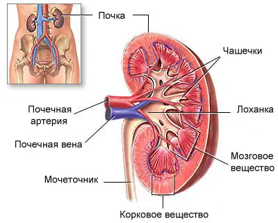După îndepărtarea unui rinichi