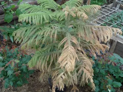 Plantarea de arbori și arbuști de conifere - cu fotografie (arbori și arbuști în cabana de vară) Plantarea de arbori conifere și arbuști - cu fotografii
