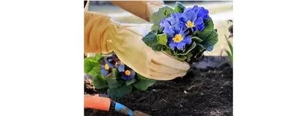 Plantarea cultivarea de semințe de primula, însămânțarea tehnologie, fotografii