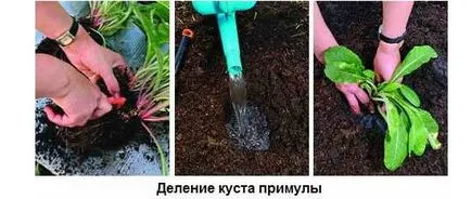 Plantarea cultivarea de semințe de primula, însămânțarea tehnologie, fotografii