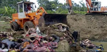 Consecințele tsunami-ul din Thailanda, în 2004, catastrofe film