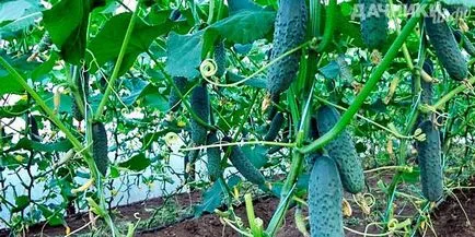 Plantarea și castraveți în creștere în sere (plantare) Plantarea și castraveți în sere