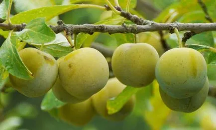 primăvară de plantare de prune