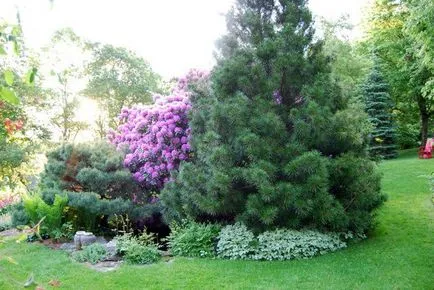 Plantarea recomandări conifere în primăvară (primăvara) Plantarea recomandări conifere în primăvară