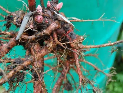 Reguli de plantare bujori copac în reproducerea suburbiile foto și video de la butași, semințe și (de plantare) plantare reguli bujori copac în reproducerea suburbiile foto și video de la butași, semințe și
