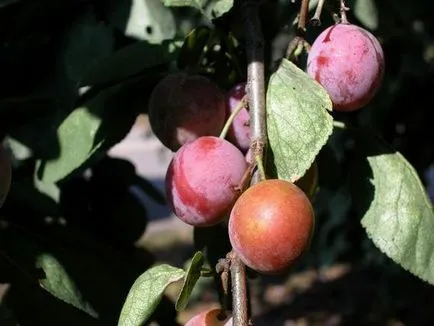 primăvară de plantare de prune