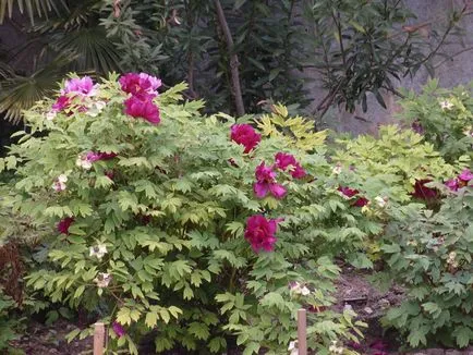 Reguli de plantare bujori copac în reproducerea suburbiile foto și video de la butași, semințe și (pionii) plantare reguli bujori copac în reproducerea suburbiile foto și video de la butași, semințe și