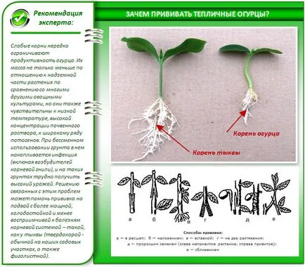 Plantarea castraveți din policarbonat cu efect de seră cu lucrări (chiar înainte de aterizare) Plantarea castraveți în lucrarea caracteristicile de policarbonat cu efect de seră