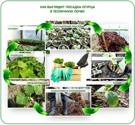 Plantarea castraveți în muncă special din policarbonat cu efect de seră (s) Plantarea castraveți în lucrarea caracteristicile de policarbonat cu efect de seră
