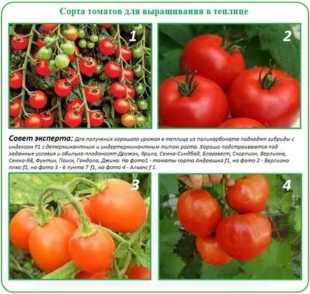 Plantarea de tomate în etapele de policarbonat cu efect de seră și specificitatea (policarbonat) Plantarea roșii în stadiile de policarbonat cu efect de seră și specificul