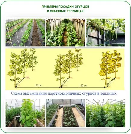 Plantarea castraveți în muncă special din policarbonat cu efect de seră (s) Plantarea castraveți în lucrarea caracteristicile de policarbonat cu efect de seră