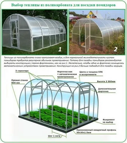 Plantarea de tomate în etapele de policarbonat cu efect de seră și specificitatea (tomate) Plantarea roșii în stadiile de policarbonat cu efect de seră și specificul