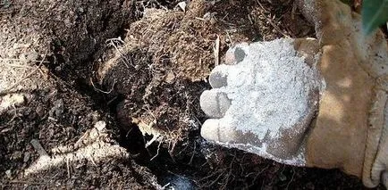 copaci și arbuști fertilizante corespunzătoare în primăvară